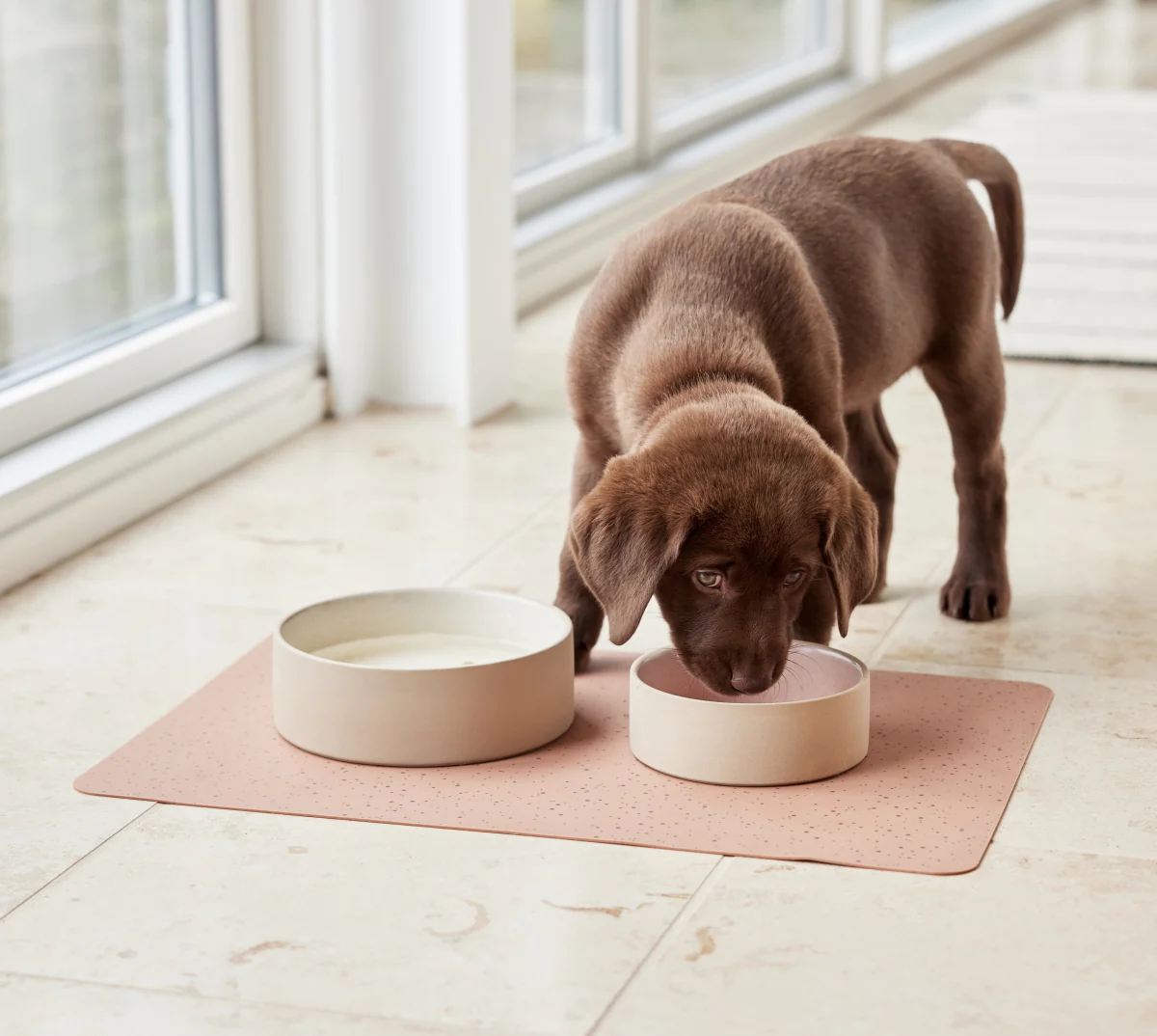 Pet Bowl